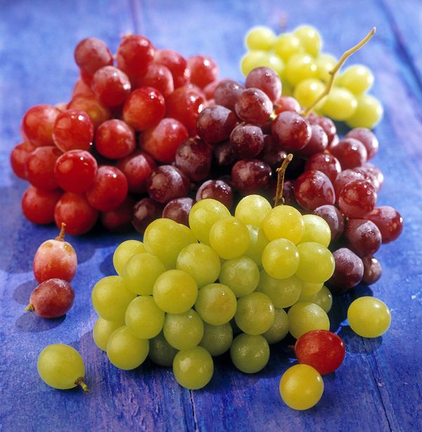 Amazon.com: Zazzee High Strength Grape Seed 50:1 Extract